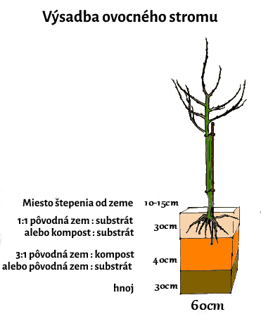 ovocne stromy sadenie